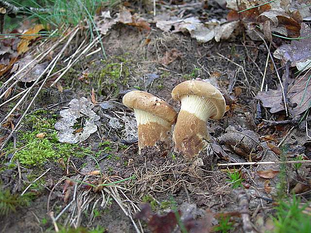 Alla ricerca della Arachnopeziza